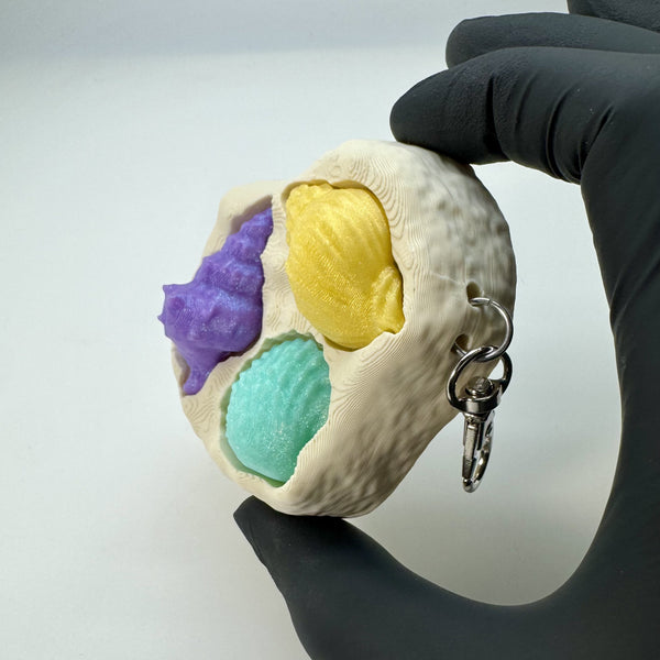 Seashell Collection Fidget Clicker 3D Print