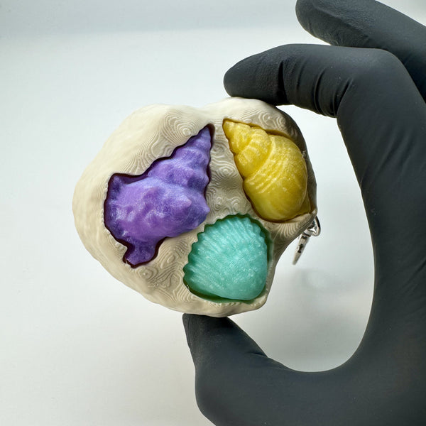 Seashell Collection Fidget Clicker 3D Print